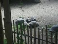 IMGP0852.JPG